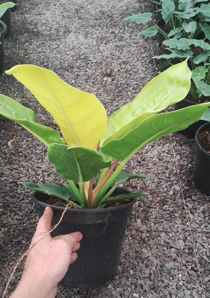Filodendro Imperial Gold — Compre Terra