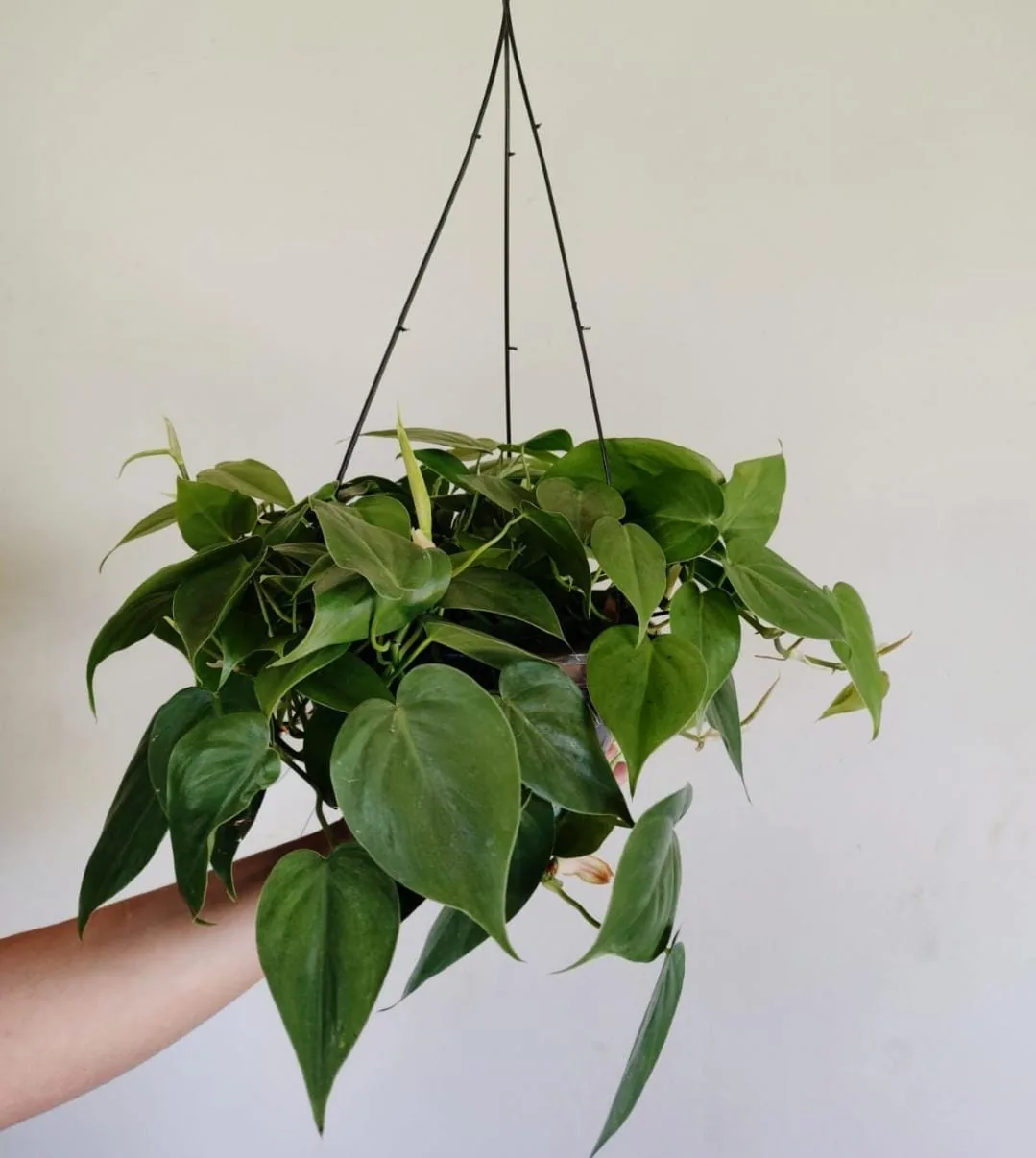 Filodendro pendente para vasos — Compre Terra