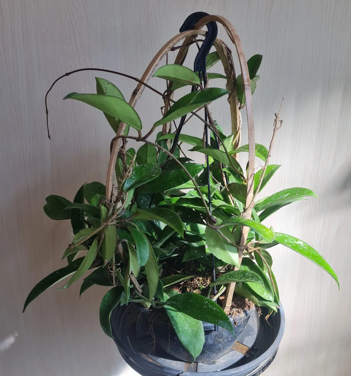 Flor-de-cera (Hoya) — Compre Terra
