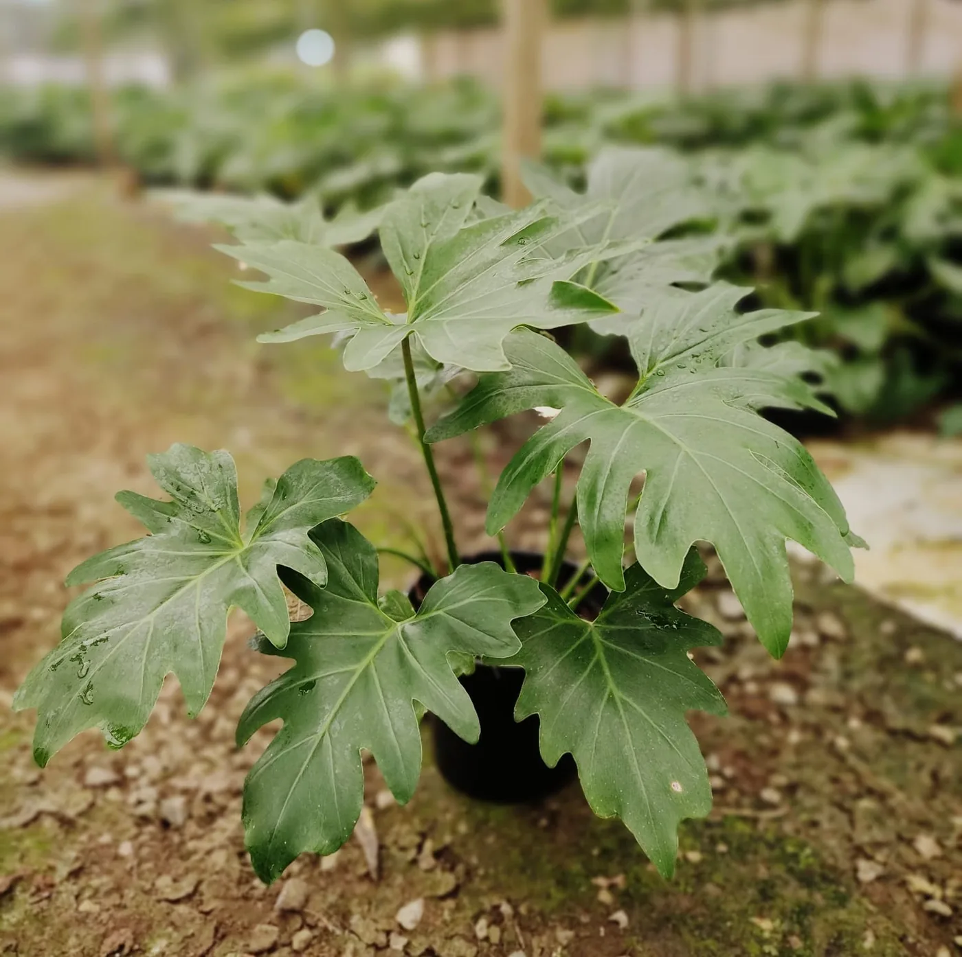 Guaimbê (filodendro selloum) — Compre Terra