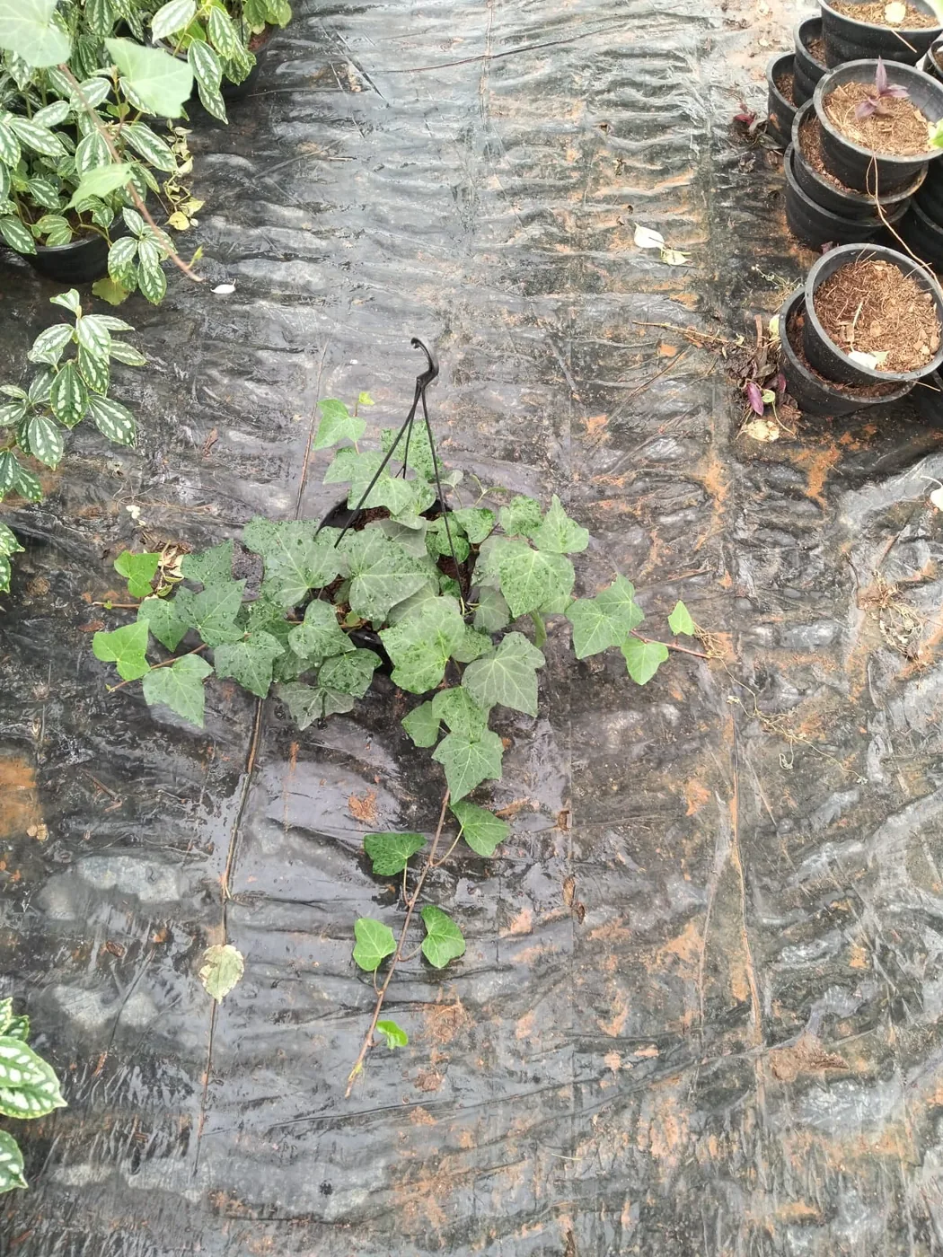 Hera pendente para jardim e vasos — Compre Terra