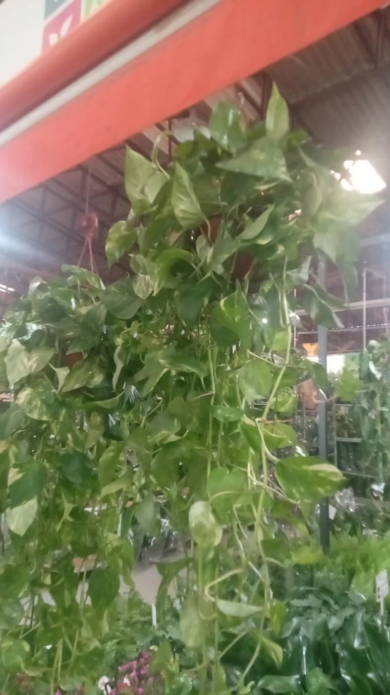 Jibóia pendente — Compre Terra