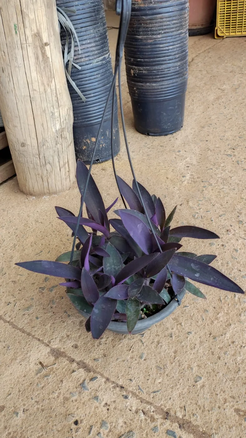 Lambari-roxo pendente — Compre Terra