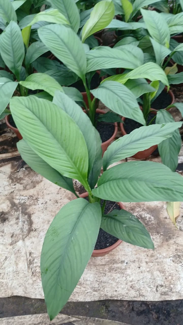 Lírio-da-paz — Compre Terra