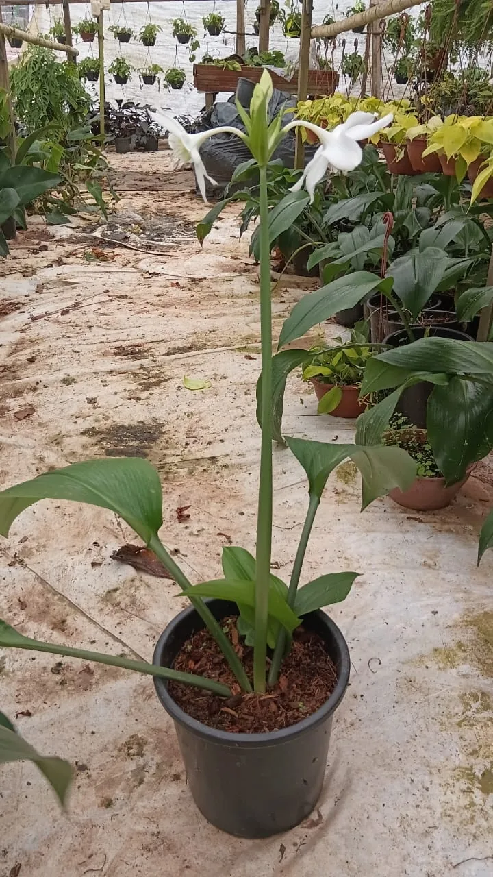 Lírio-do-Amazonas (Eucharis) — Compre Terra