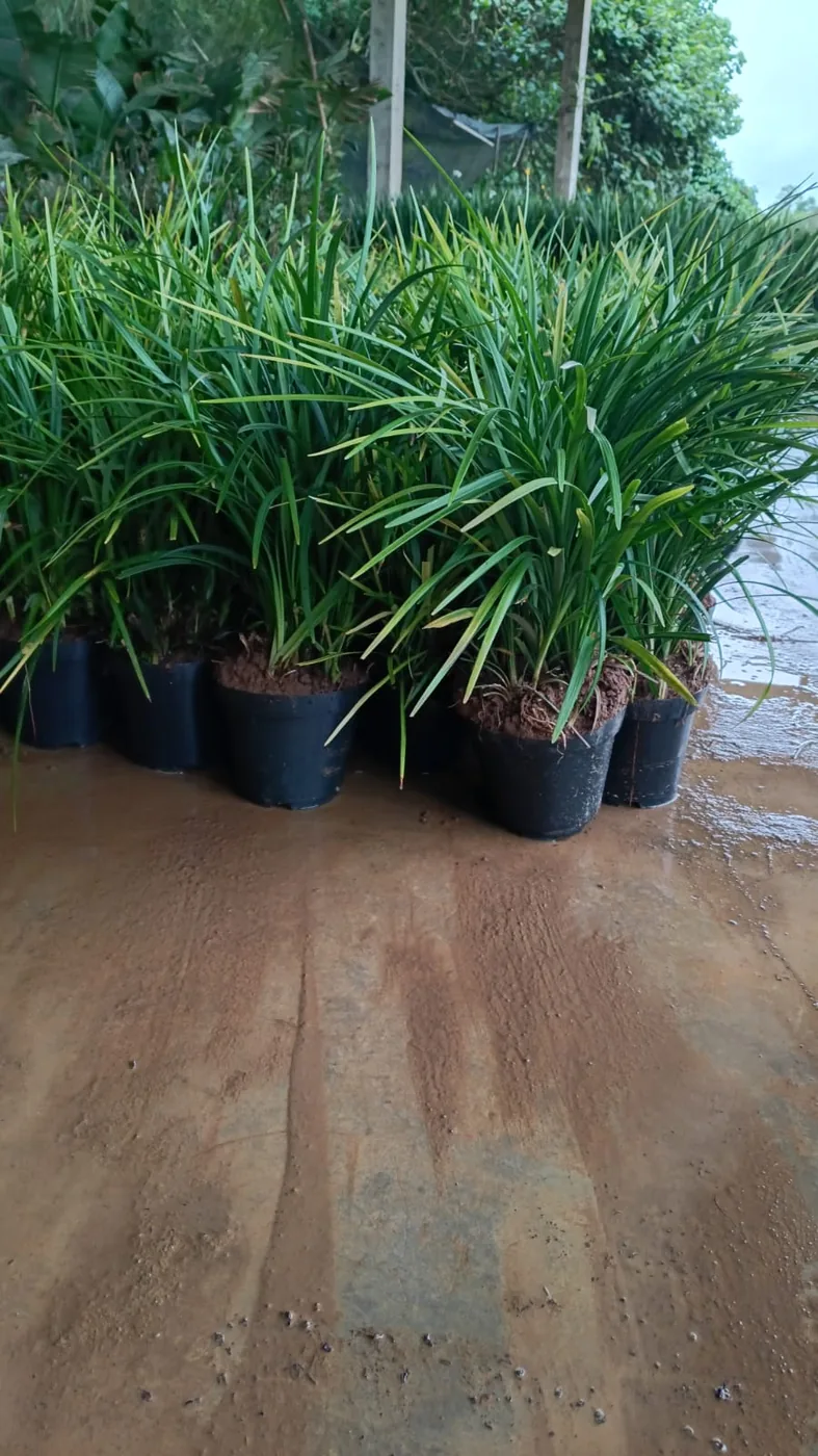 Liríope para jardim — Compre Terra