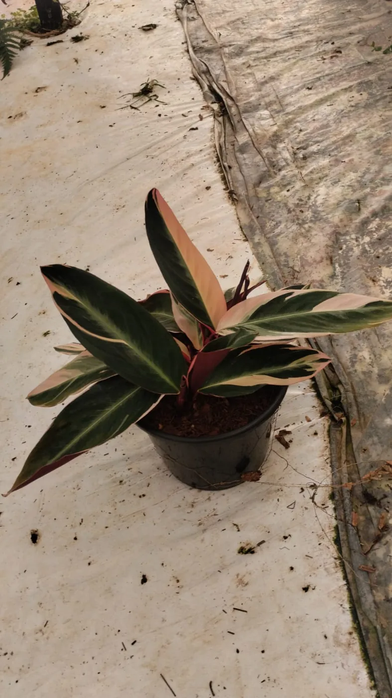 Maranta tricolor (Stromanthe) — Compre Terra