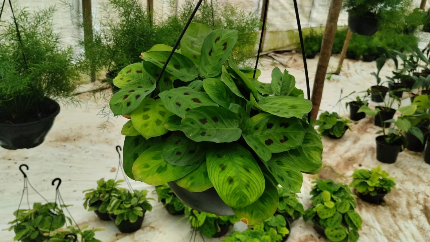 Maranta pendente para sombra — Compre Terra