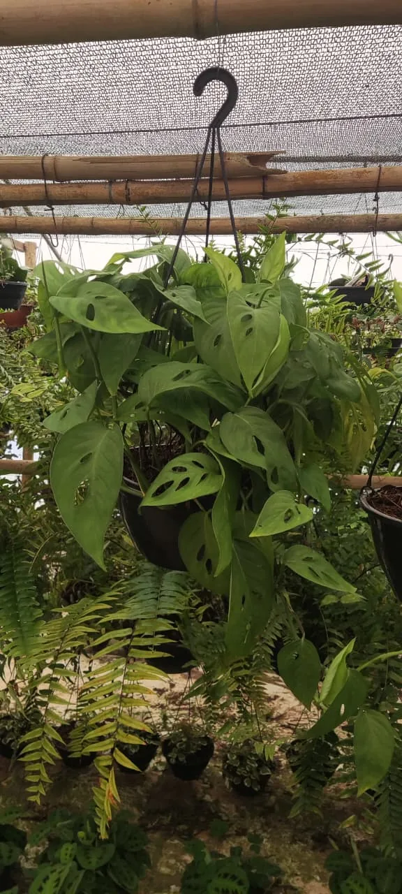 Monstera adansonii (mini costela-de-adão) — Compre Terra