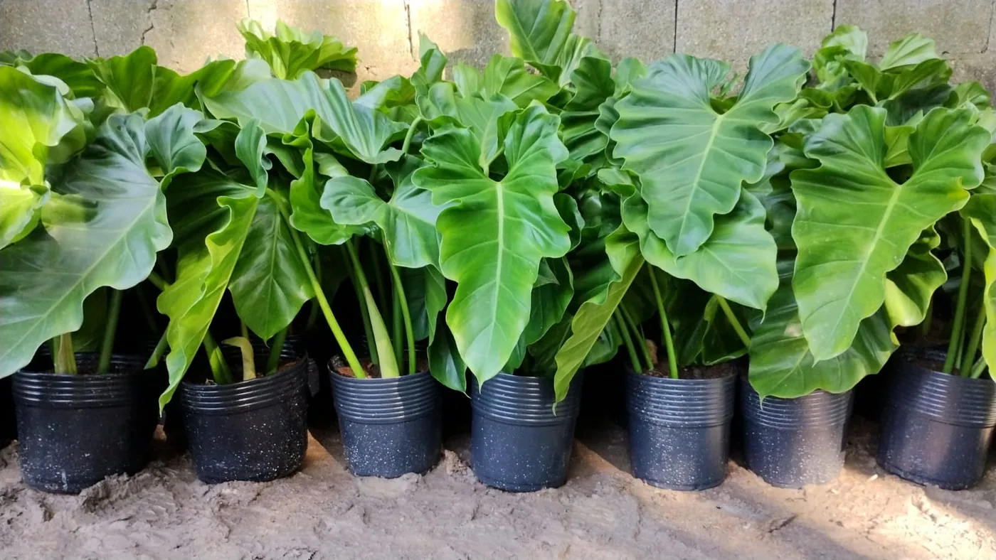 Ondulato (filodendro) — Compre Terra
