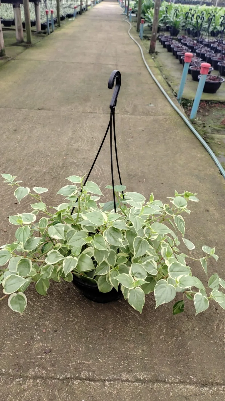 Peperômia variegata pendente — Compre Terra
