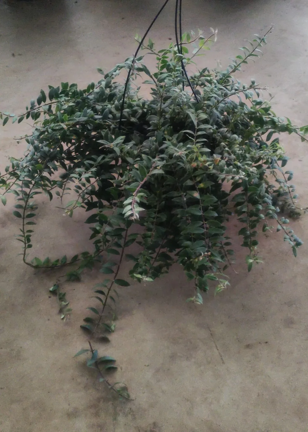 Planta-batom pendente — Compre Terra