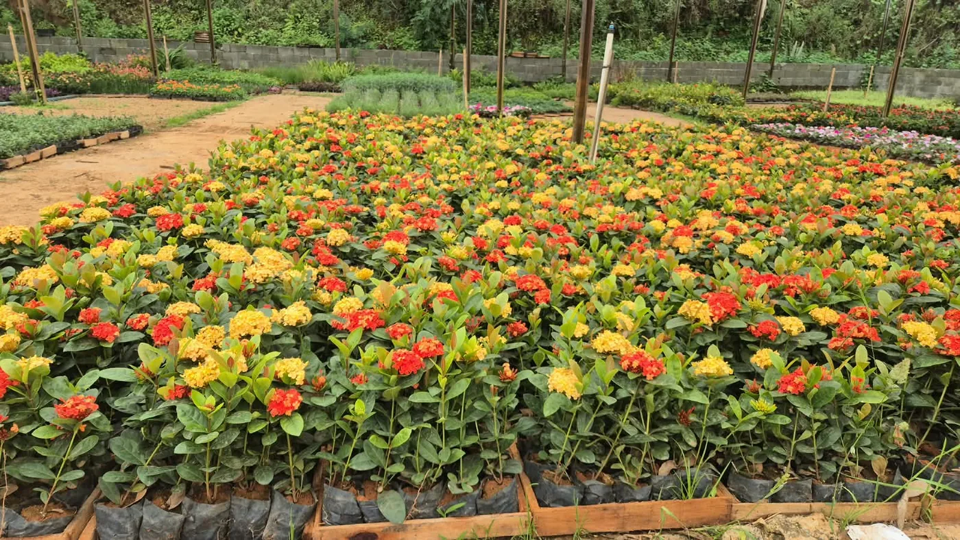 Mini ixória (Ixora) amarela e vermelha — Compre Terra