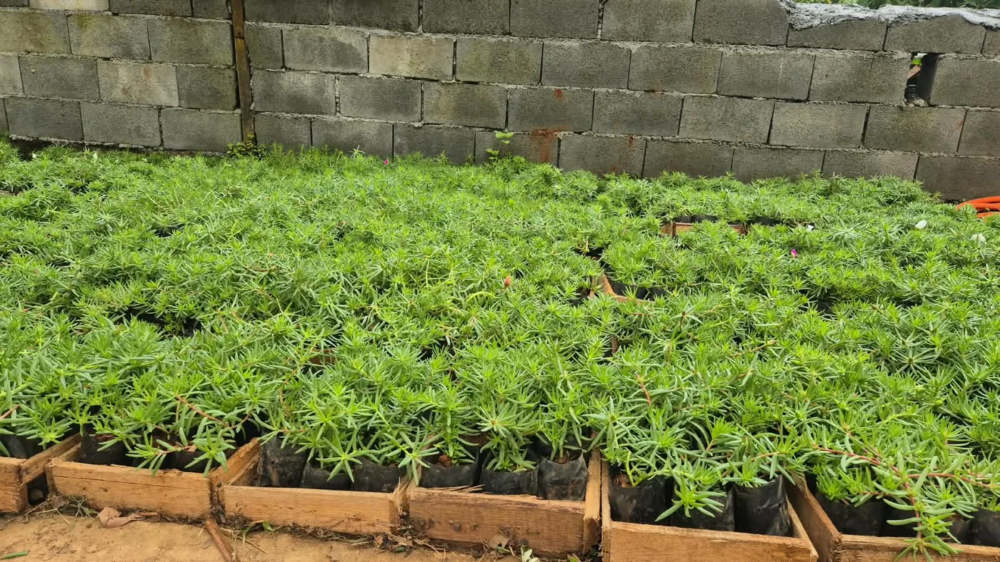 Onze-horas (Portulaca) — Compre Terra