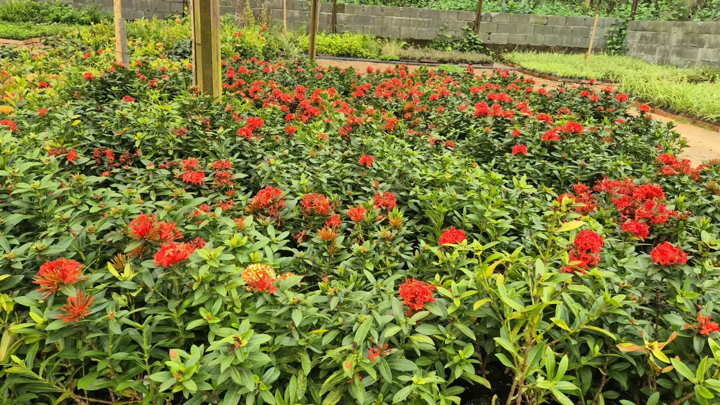 Ixória coccinea vermelha — Compre Terra
