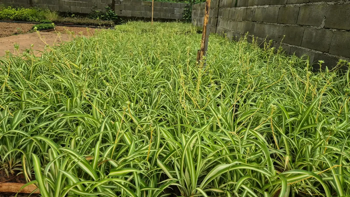 Clorofito (Chlorophytum, gravatinha) — Compre Terra
