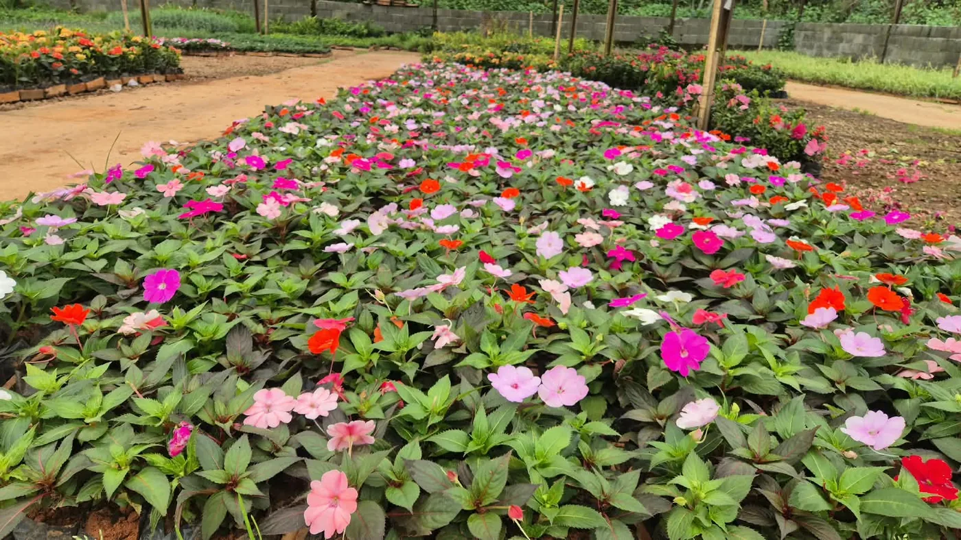 Impatiens (maria-sem-vergonha) — Compre Terra