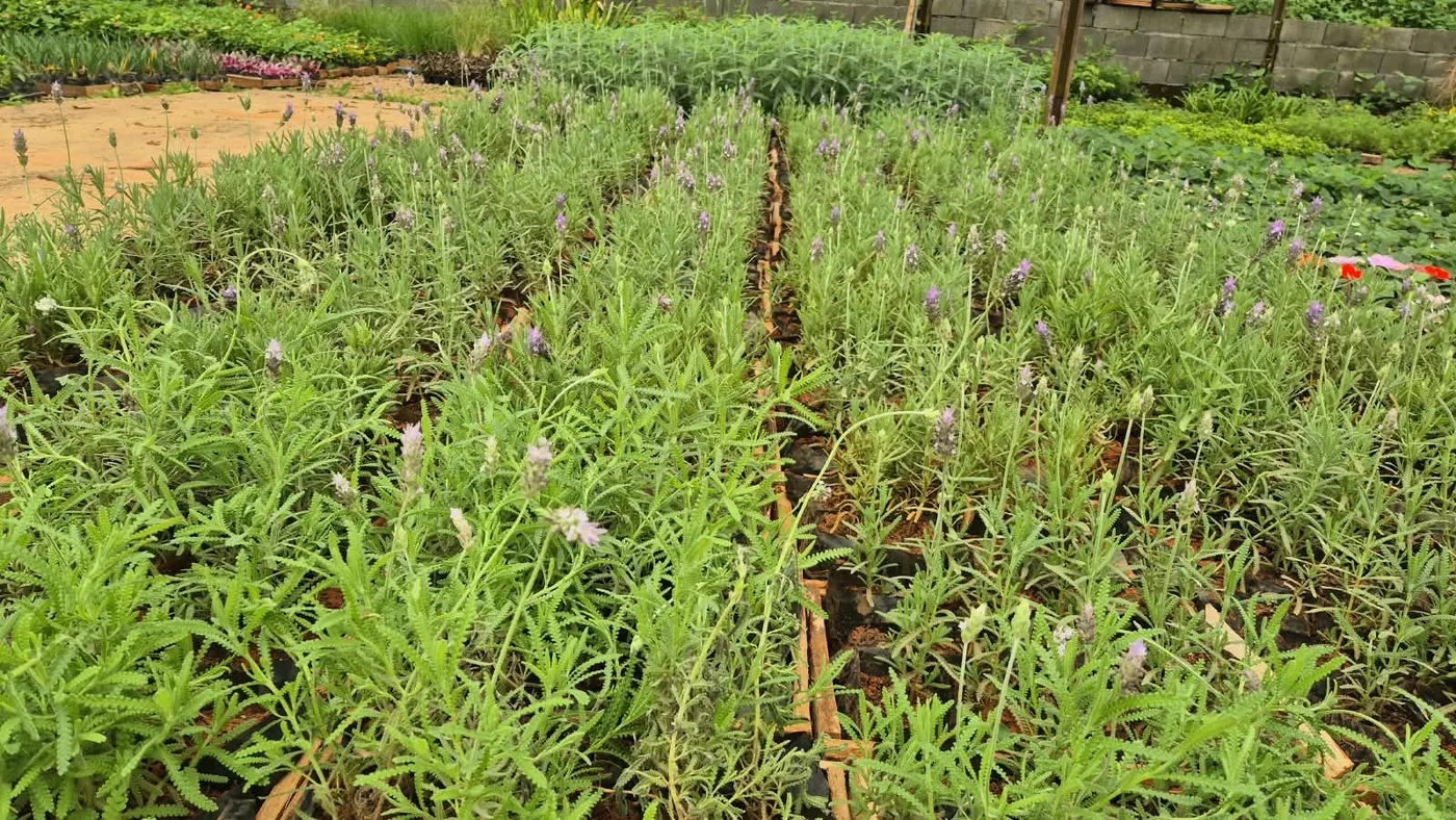 Lavanda (Lavandula) — Compre Terra