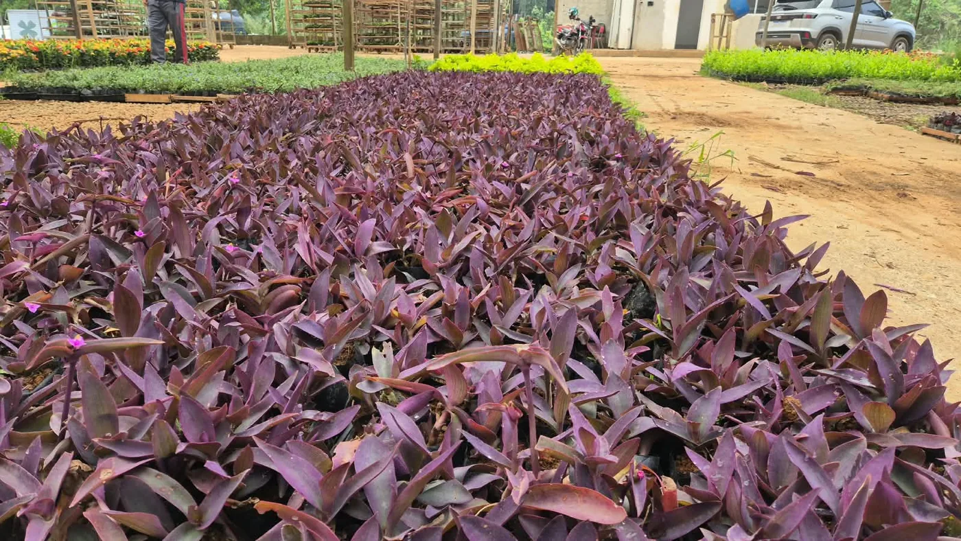 Setecrésia (Tradescantia pallida, Setcreasea) — Compre Terra