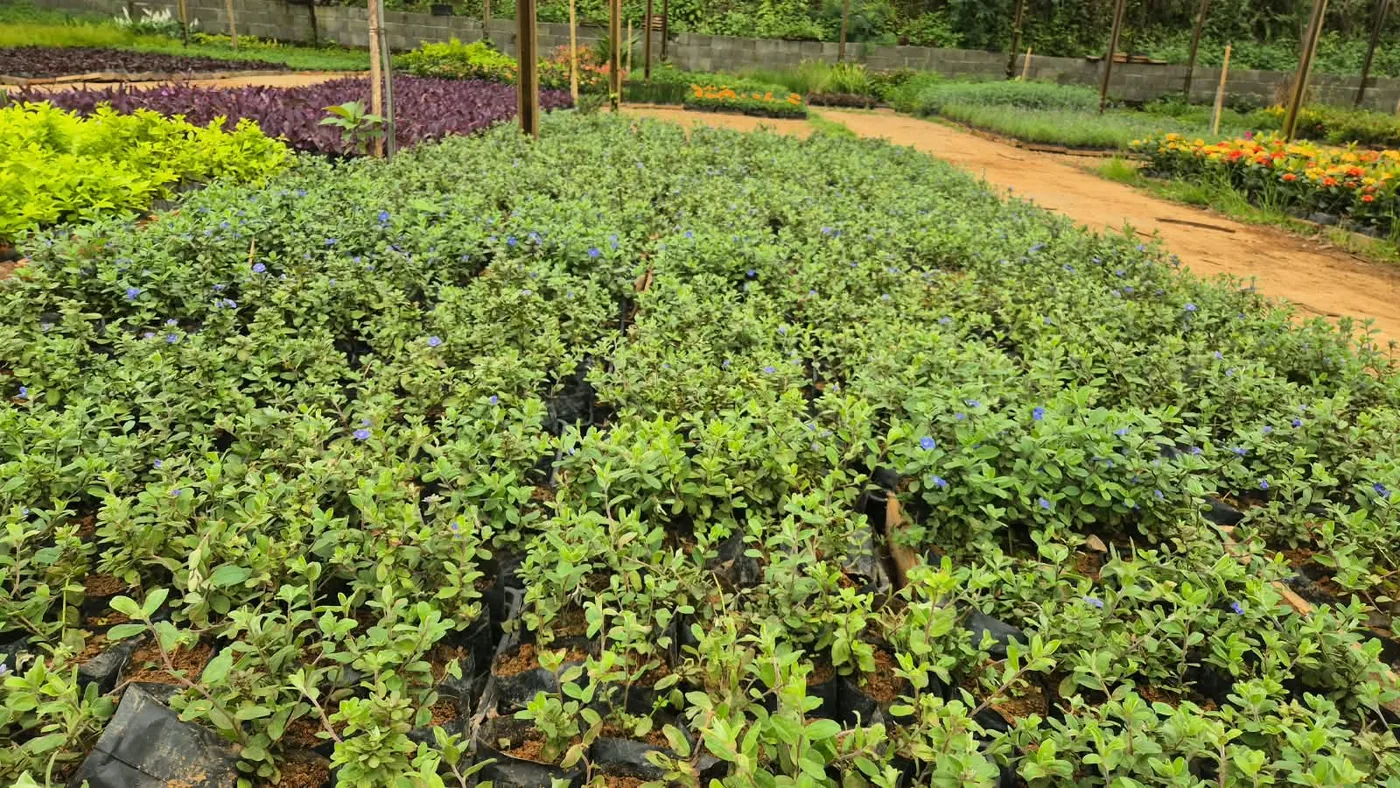 Azulzinha (Evolvulus glomeratus) — Compre Terra