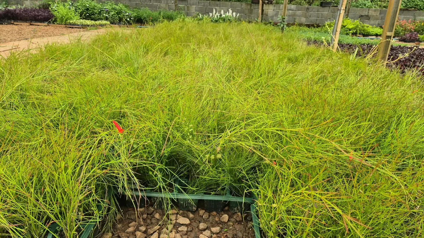 Russélia (Russelia equisetiformis) — Compre Terra