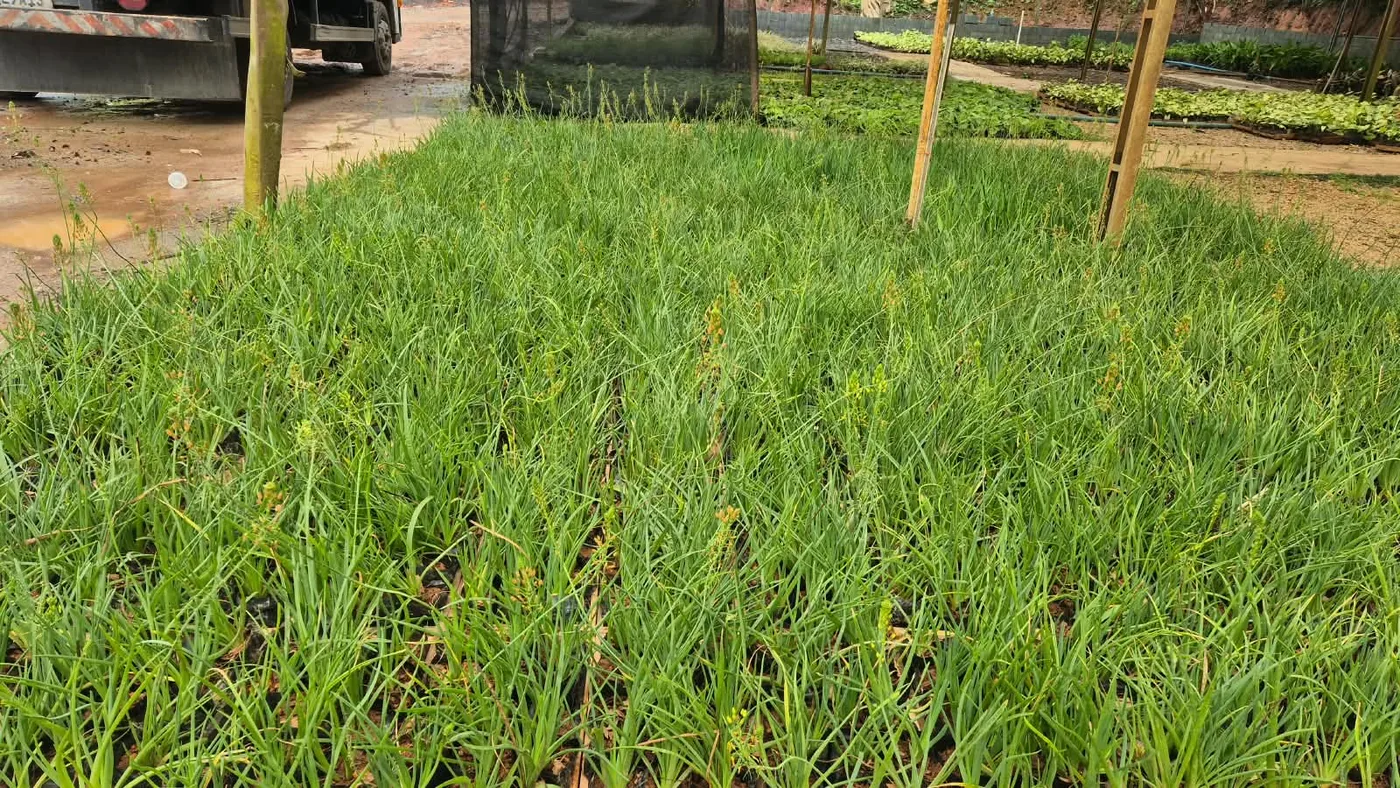 Cebolinha de jardim — Compre Terra