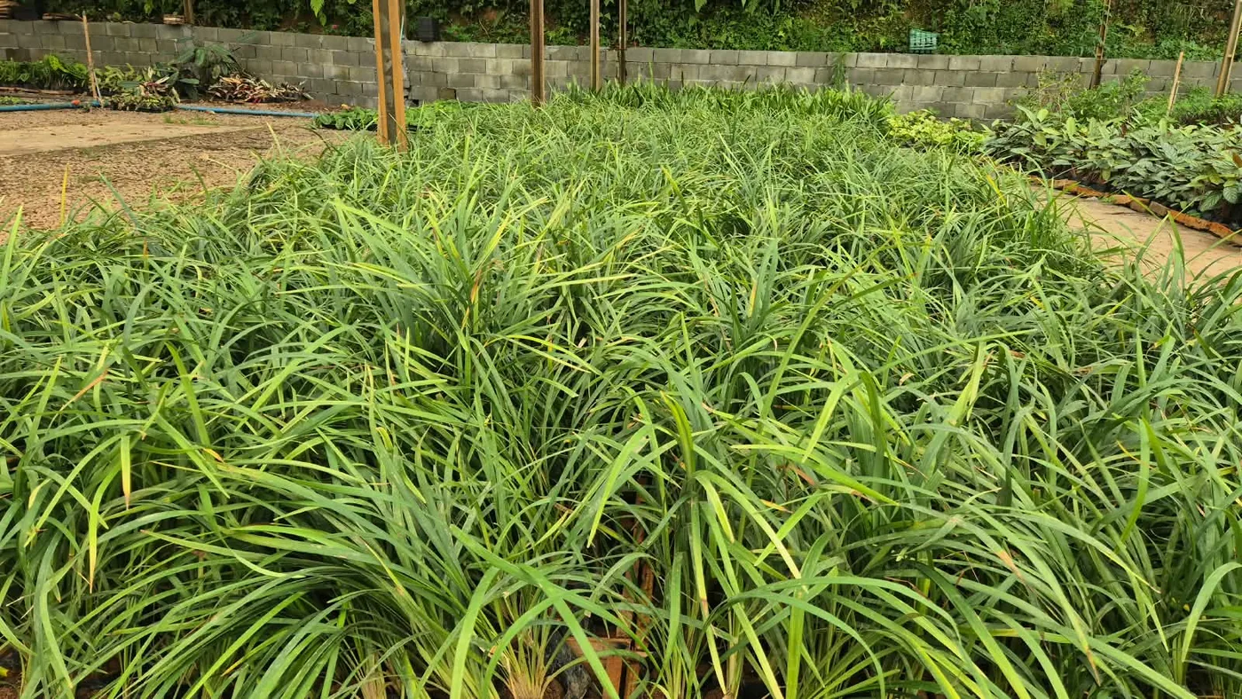 Barba verde — Compre Terra