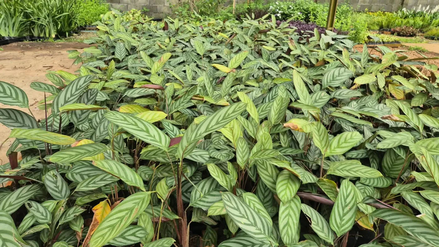 PLANTA NOVA 14 — Compre Terra