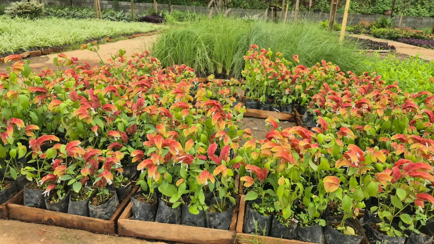 Camarão (Justicia brandegeeana) — Compre Terra