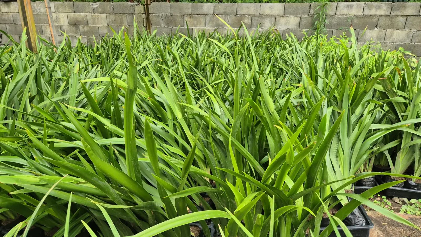 PLANTA NOVA 16 — Compre Terra