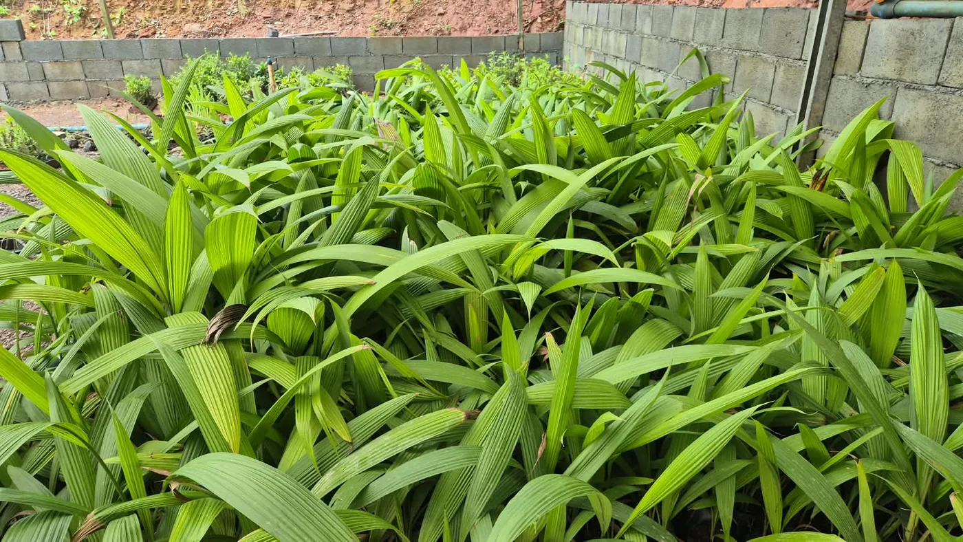 PLANTA NOVA 17 — Compre Terra