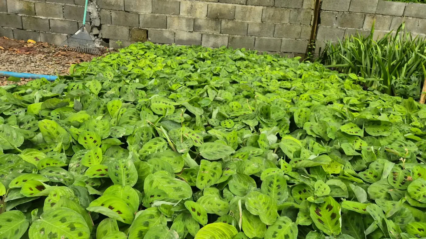 PLANTA NOVA 18 — Compre Terra
