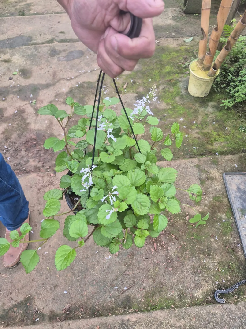 Plectranthus pendente — Compre Terra