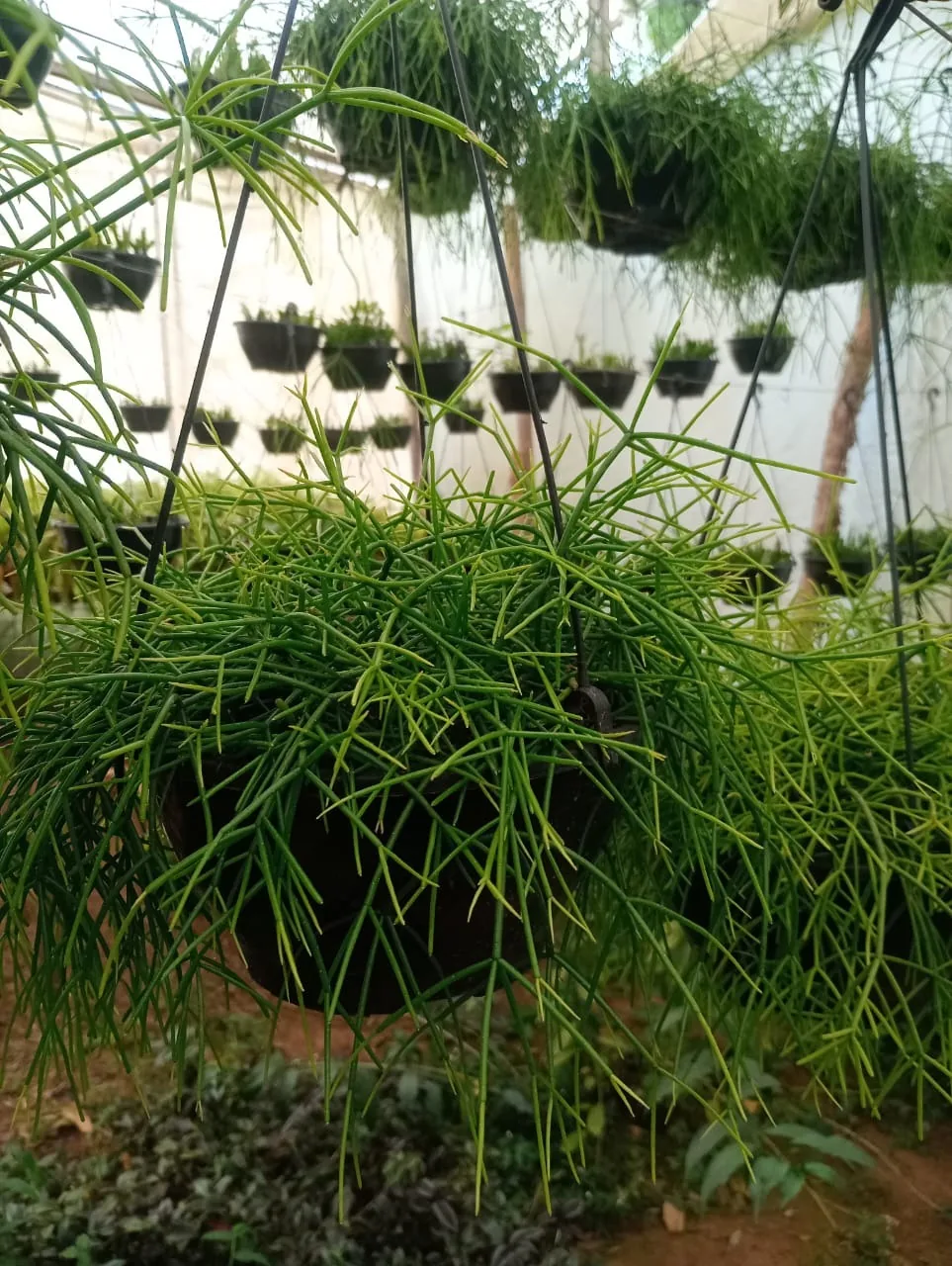 Ripsális pendente para jardim — Compre Terra