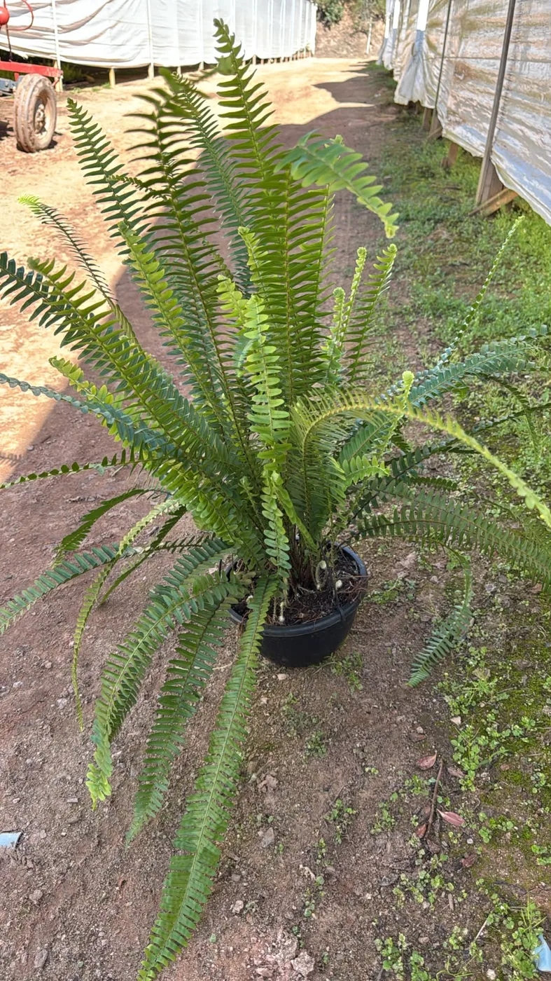 Samambaia-americana — Compre Terra