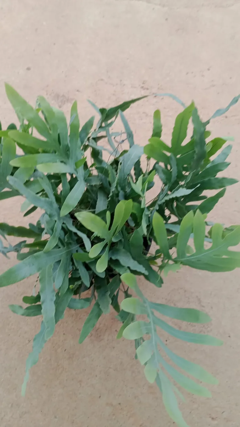 Samambaia-azul — Compre Terra