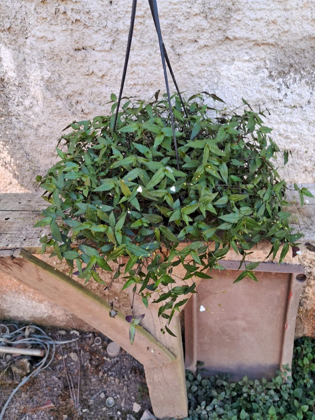 Trapoeraba pendente — Compre Terra