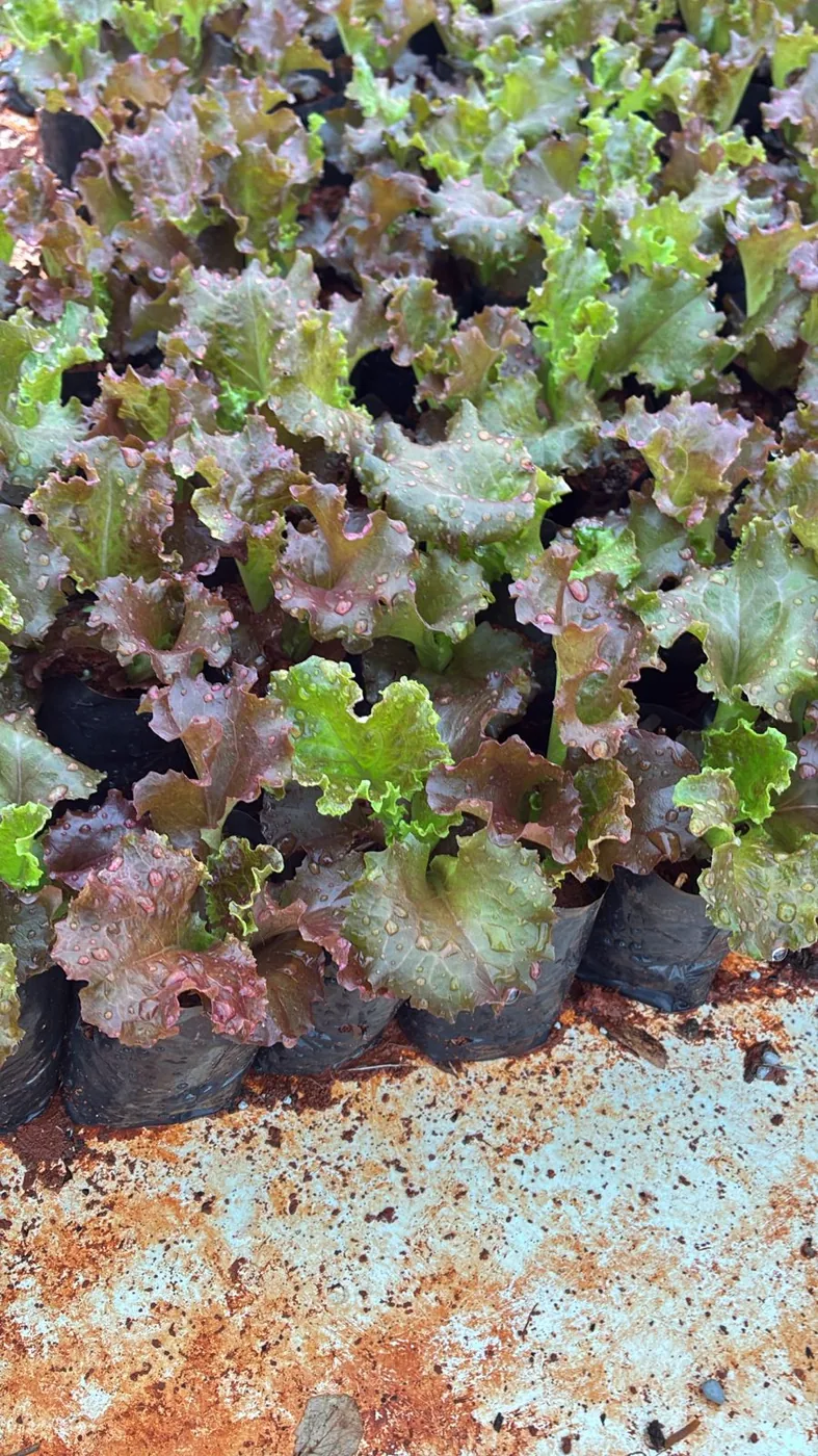 Alface crespa roxa — Compre Terra