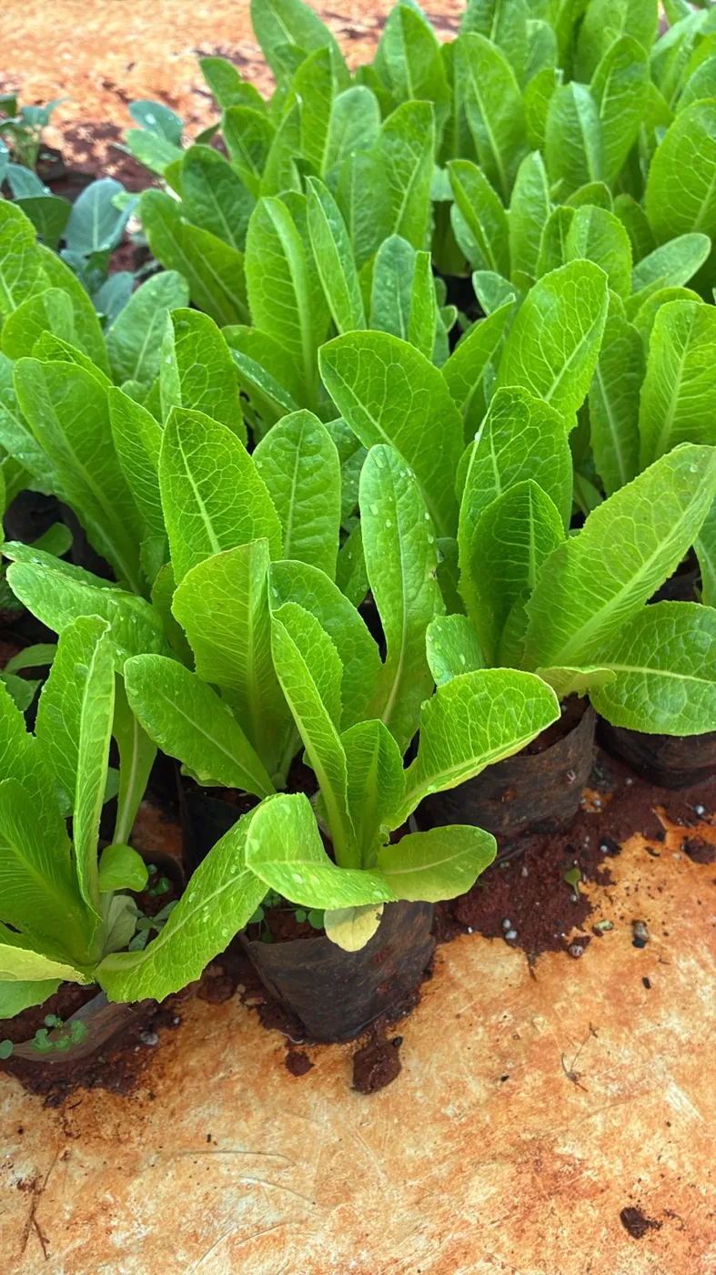 Alface romana — Compre Terra