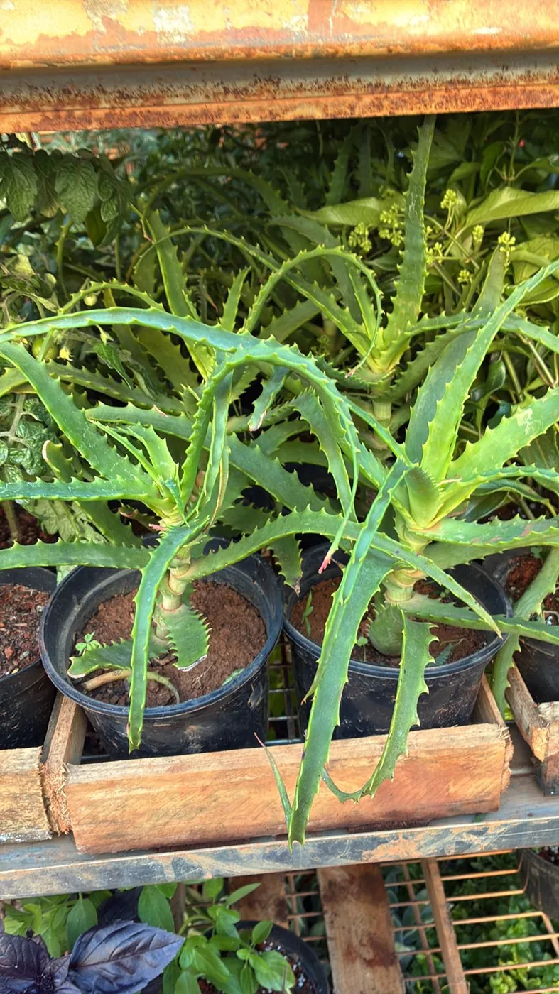 Babosa pote 14 — Compre Terra