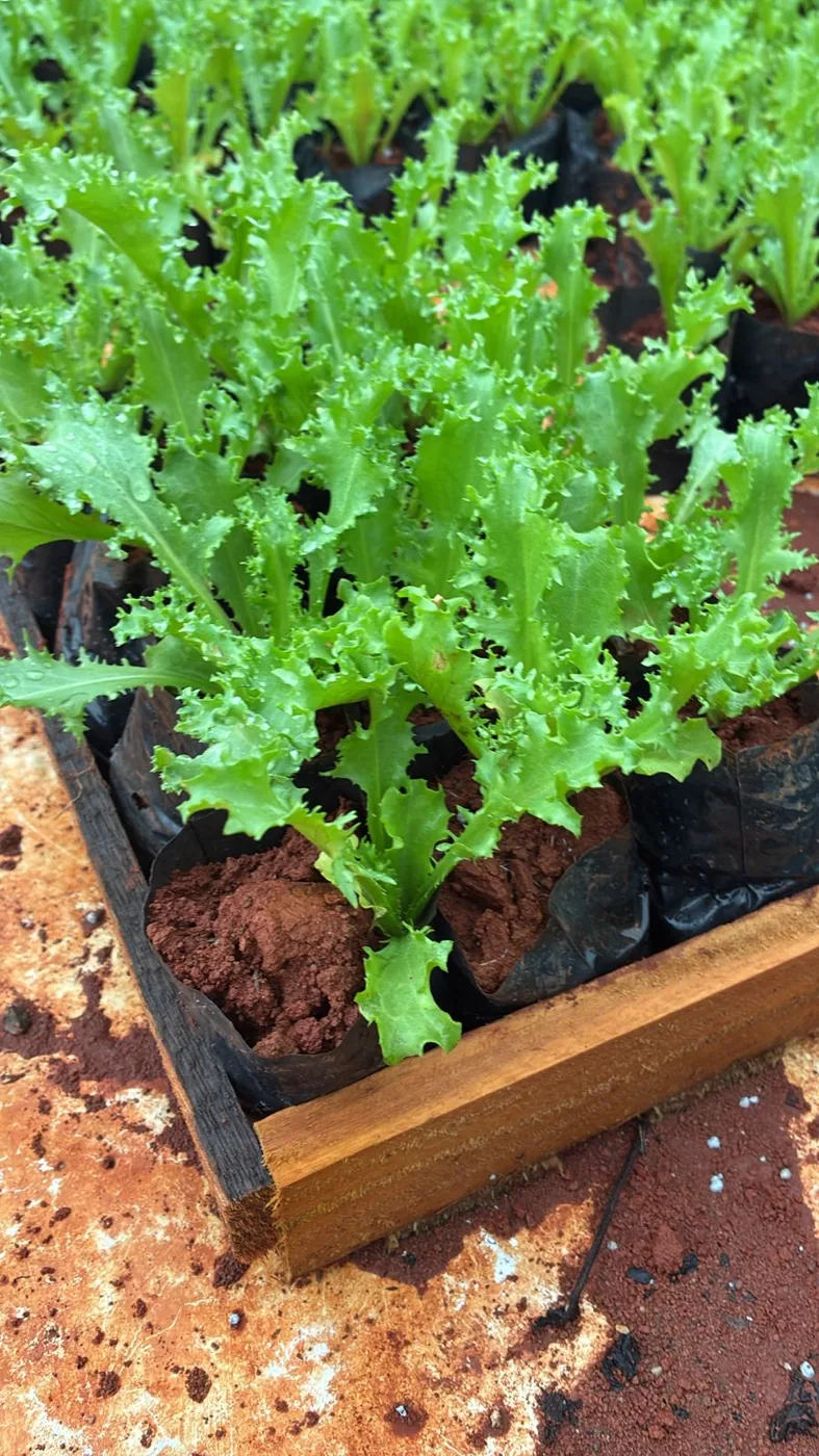 Chicória crespa — Compre Terra