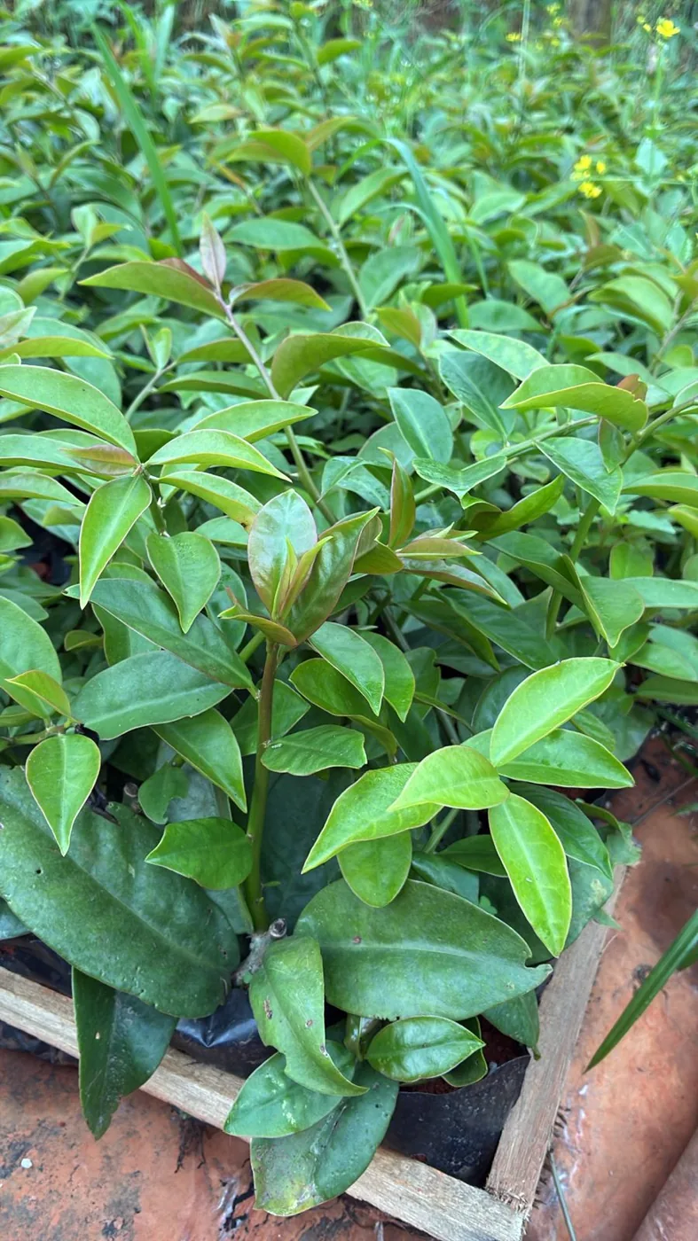 Ora-pro-nóbis — Compre Terra