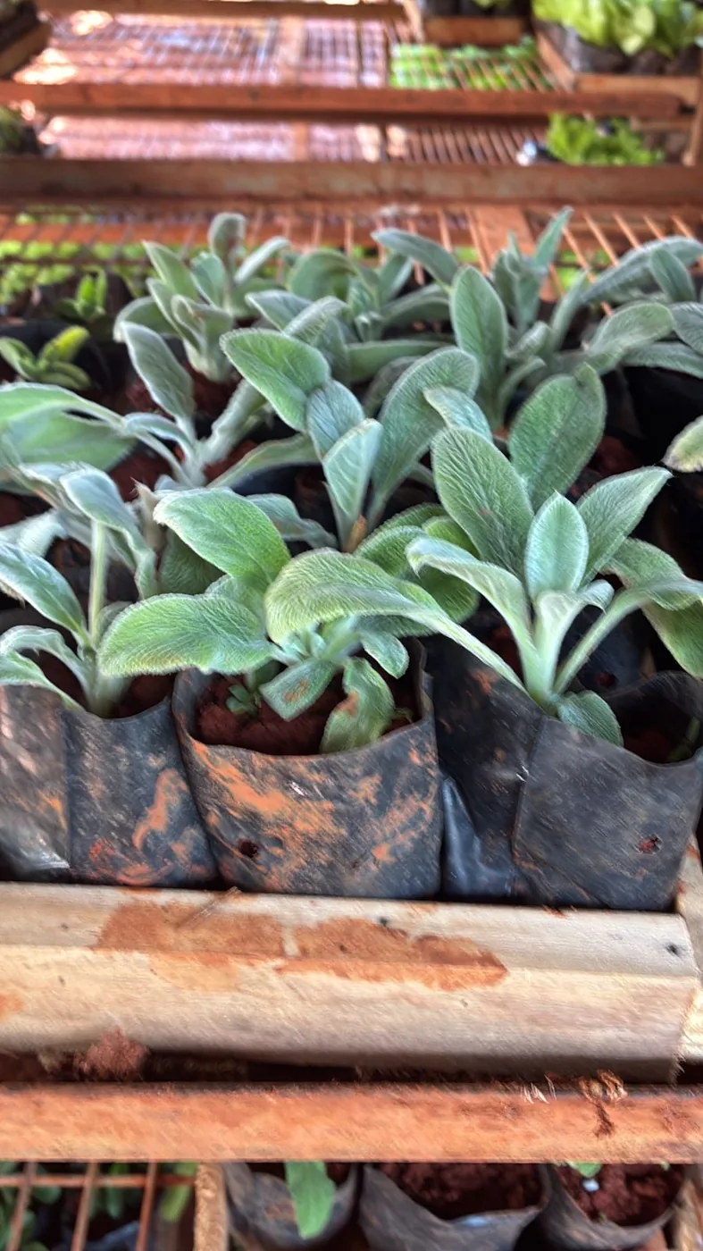 Peixinho da horta — Compre Terra