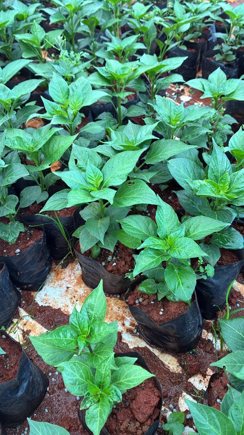 Pimenta biquinho — Compre Terra