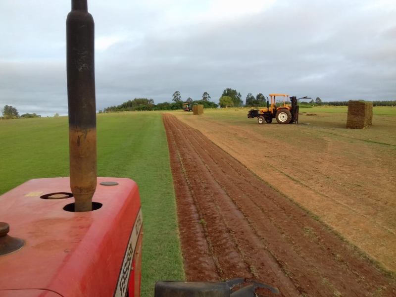 Gramas São Carlos, gramas, terra vegetal preta adubda